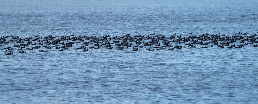 Large flock of coots peaceful over the lake