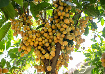 Burmese grape tree with abundant fruits in growing. Burmese grape is an evergreen tree native in...