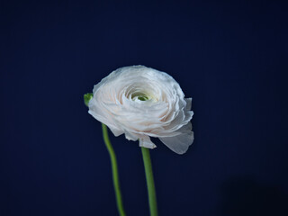 white rose on black background