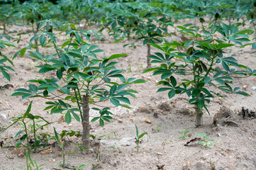 Rows of Cassava field in agriculture farmland of Thailand. Cassava is a major staple food in the developing world.