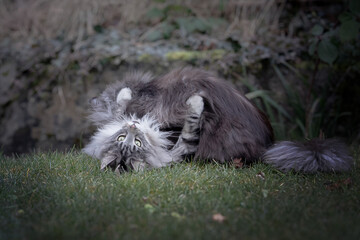 Obraz premium Main Coon Cat