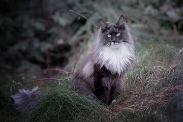 Main Coon Cat