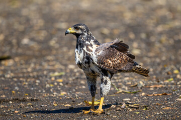 The osprey or more specifically the western osprey (Pandion haliaetus) — also called sea hawk, river hawk, and fish hawk — is a diurnal, fish-eating bird of prey with a cosmopolitan range.