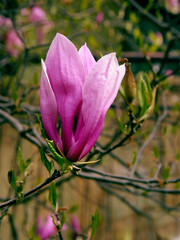 pretty,big pink flowers of magnolia tree at spring