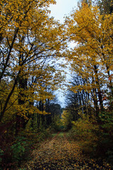 Fototapeta premium autumn in the park