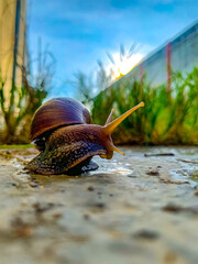 snail on a leaf