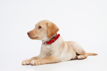 ドッグ, ラブラドル, レトリバー, お気に入りの, 動物, 仔犬, 孤立した,...