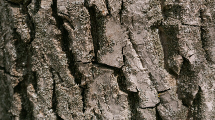 Embossed texture of walnut bark with green moss. photo of walnut texture.
