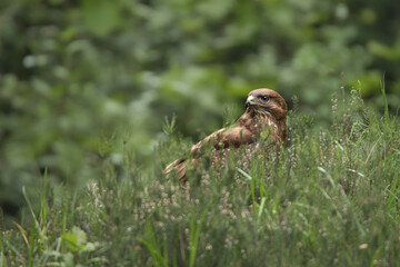 buzzard sitting in forest