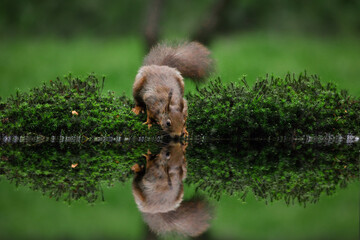 red squirrel drinking