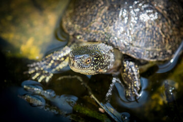 The European marsh turtle, Emys orbicularis, portrait