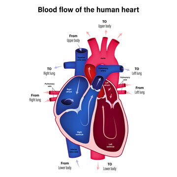 Diagram showing blood flow of the human heart vector.