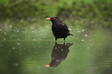 blackbird water