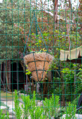 A flower in a hanging pot made from eco-friendly coconut or palm fibre. Garden and backyard decoration.