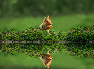 red squirrel eating reflection
