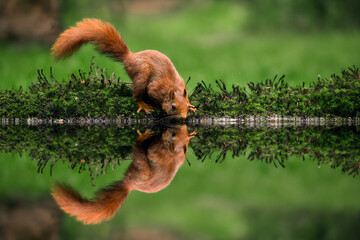 red squirrel drinking