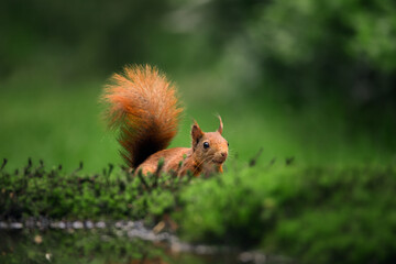 Red squirrel