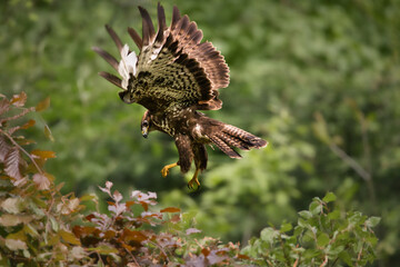 buzzard in flight