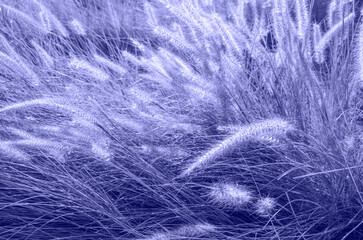 Fountain grass in very peri color of the year, 2022 for background.