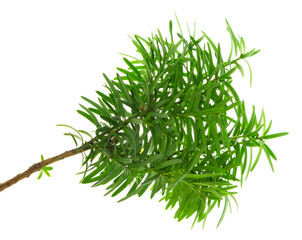 Yew . Bright young branches of a green bush close-up. Yew branches with fresh green leaves. English yew, European yew.