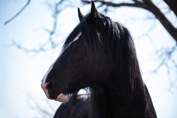 Shire Horse Clydesdale Horse