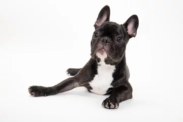 Deurstickers Franse bulldog 若いフレンチブルドッグのスタジオ写真