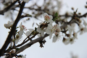 Primavera