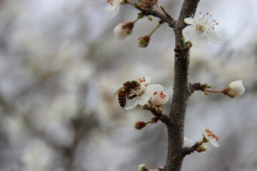 Ape sul fiore