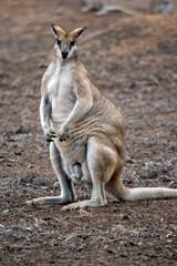this is a large male agile wallaby