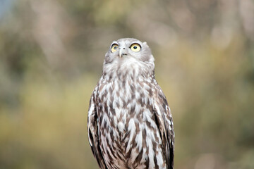 the barking owl is brown and white with yellow eyes