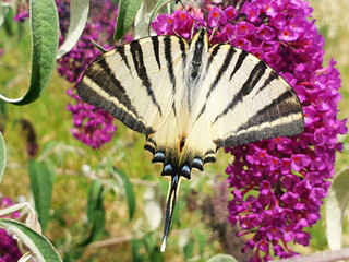 Black and white butterfly Iphiclides Podalirius on pink buddleja flowers. - Powered by Adobe