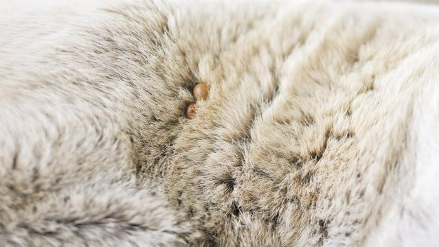 Dog is bitten by ticks. Bugs sucking blood from stray dog body. High quality 4k footage.