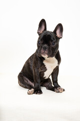 Fototapeta premium 若いフレンチブルドッグのスタジオ写真