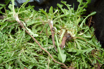 Garden weed dandelion roots