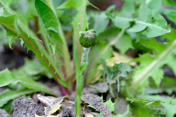 Garden weed dandelion roots