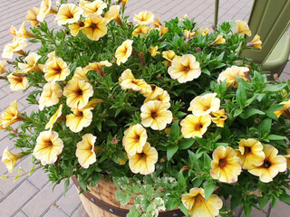 Yellow petunia flowers bloom on the background of paving stones.