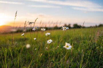field of daisies