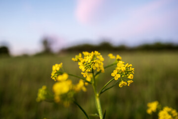 meadow with yellow flowers, shallow depth of field