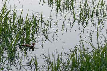 Surface tension around flooded grass blades close up, water drops on grass tips