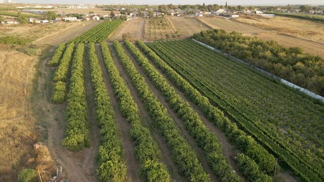 Aerial View Of Shuva Village Fruits Trees At Southern District Sdot Negev, Israel