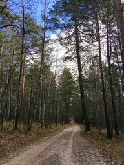 Beautiful road through the forest