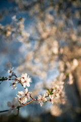 Fruit tree blossoms with bokeh and sunlight in the background. Concept of long awaited springtime coming after the winter