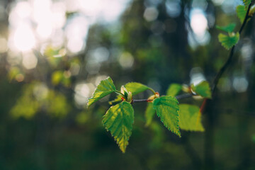 green leaves in sunlight