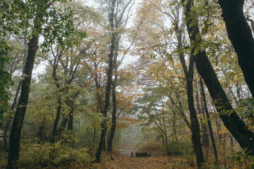 autumn in the forest