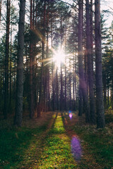 Obraz premium sun rays in the forest