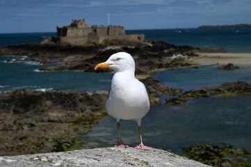 Goéland sur les remparts de Saint-Malo avec le Fort National au second plan