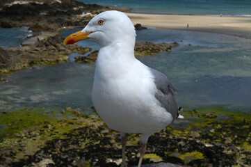 Goéland sur les remparts de Saint-Malo en gros plan
