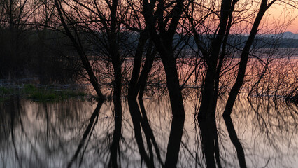 Flooded river shore with trees, willow tree silhouettes in water, calm landscape of Sava river...
