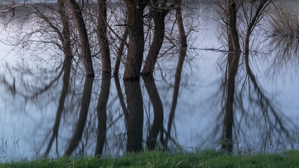 Willow trees in water, flooded Sava river shore overgrown green grass in spring, calm landscape...