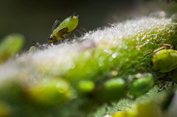 extreme close up of a louse